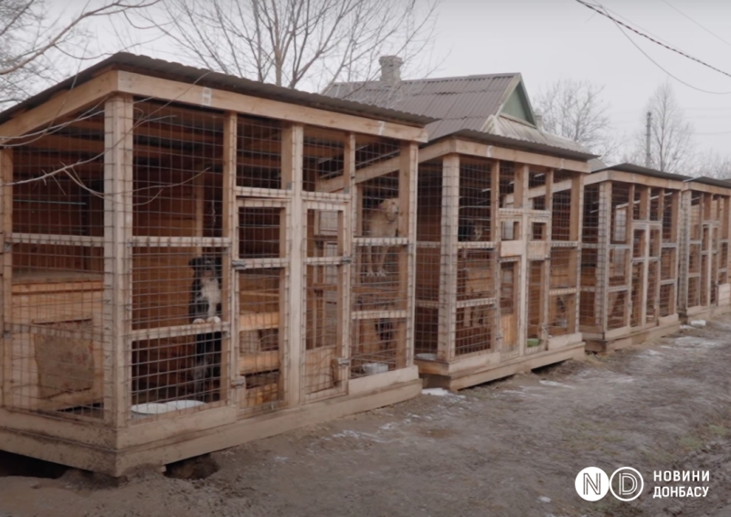 Як у Краматорську лікують тварин із прифронтових районів