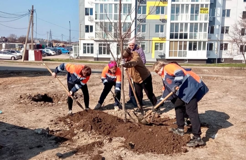 У 2025 році в Полтаві переважно висаджуватимуть тополі та клени