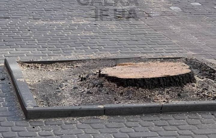 “Нехай сонце спалить тих, хто підписав акт зрізки”: як франківці відреагували на знищену грушку на Галицькій