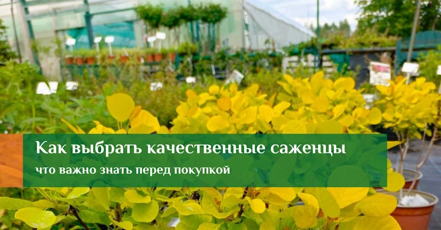 выбор саженцев растений